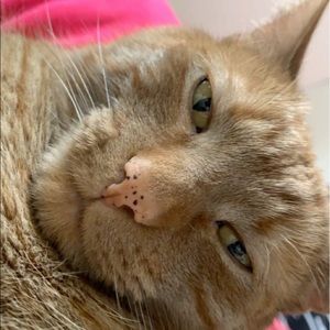 Meet your Posher, Ally